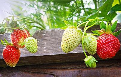 肉鸽麻将《青天井》上线，国粹遇上“小丑牌”，圆麻将小白一个雀神梦